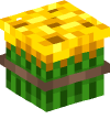 Head — Compacted Sunflower